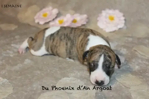 Whippet  Bonbon Du Phoenix D'An Argoat photo 3
