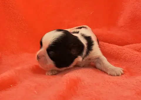 Shih Tzu  Barbie Of Mayajoe'S Dreams photo 3