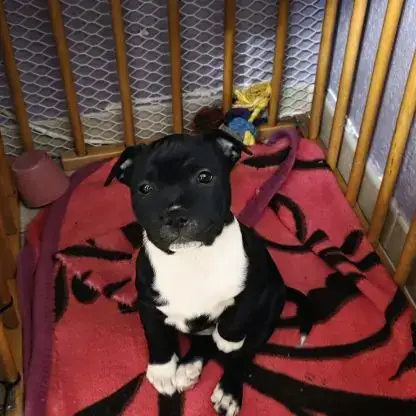 Staffie Disponibles