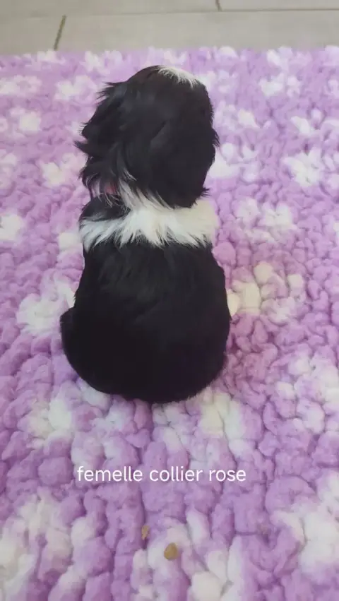 Shih Tzu  Collier Rose Des Amours D'Arelaune photo 3