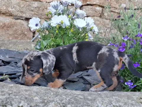 Teckel Poil Ras  Chiot Teckel Nain Teste photo 3