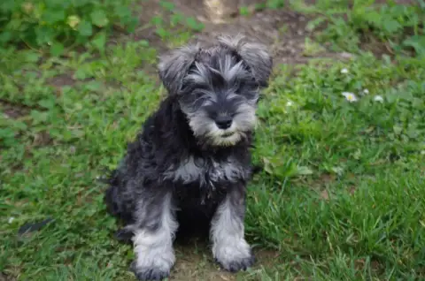 Schnauzer Miniature  Baldi A L'Ouest Des Prés De L'Ab 177f9