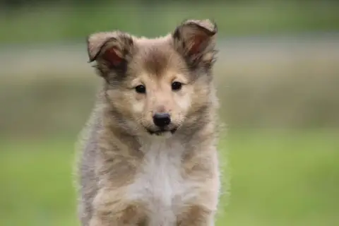 Shetland Sheepdog  Chiot N°3 De L'Angelarde