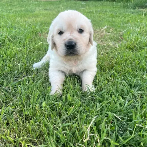 Golden Retriever  Chiot N°4