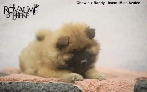 Eurasier  Azalée Du Royaume D'Ebène