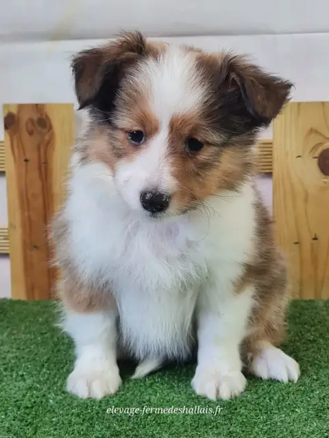 Shetland Sheepdog  Bubble Tea Du Mont De La Chenaie 4f604 photo 2
