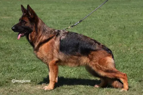 Berger Allemand Poil Long  Chiot 1 Du Chemin De L'Odo c27e0 photo 3