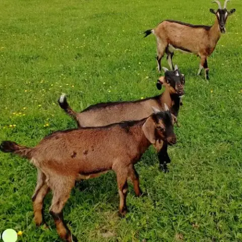 Jeune Chèvre St Son Chevreau