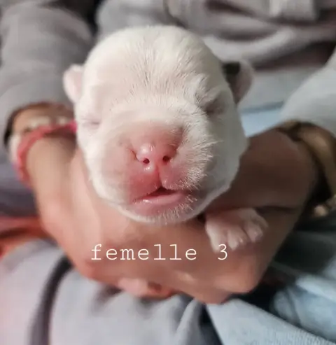 Bouledogue Français  Femelle 3