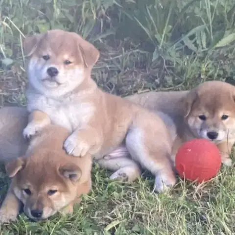 Chiots Shiba Inu Lof À Vendre Près De Lyon