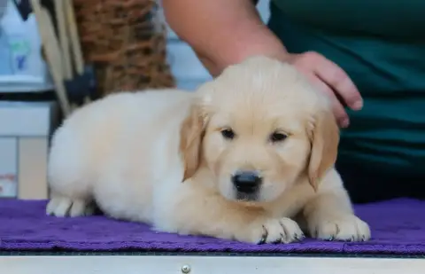 Golden Retriever  Chiot N°6 Bleu De Windy'Stia photo 2