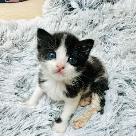 Chat Pagaille À La Réservation