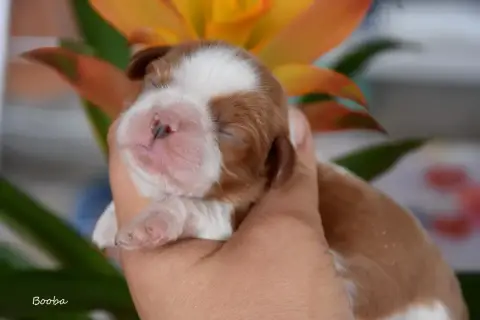 Cavalier King Charles Spaniel  Booba De La Plaine Du  d32e6 photo 2