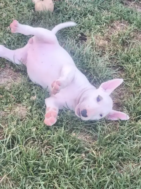 Bull Terrier  Beverly Hills Tale Of Love photo 3