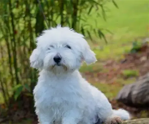 Coton De Tulear  Chiot N°4 De Dame Nature photo 3