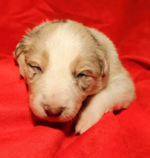 Border Collie  Bb8 Du Trident De Valfred