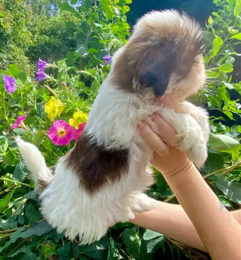 Shih Tzu  Bonnie De La Baronnerie Des Cuillerdier photo 3