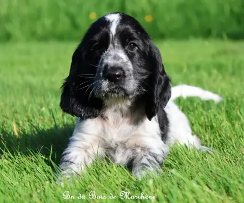 Cocker Spaniel Anglais  Bn Du Bois De Morchène photo 2