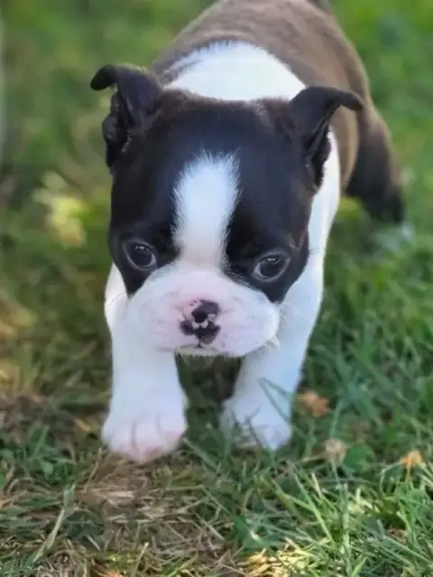 Boston Terrier  Bazouka Du Domaine De La Cour Souvera 8e831 photo 3