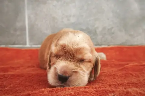 Cocker Spaniel Anglais  Chiot 4 Du Royaume De Lecki c1f9d
