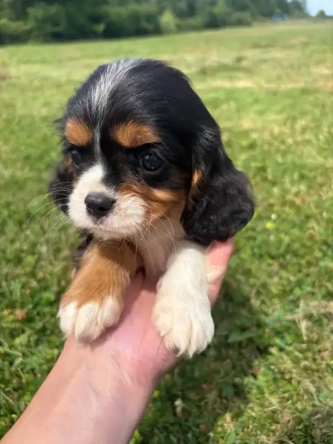Cavalier King Charles Spaniel  B.....