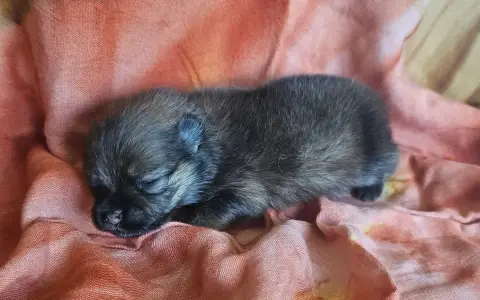 Spitz Allemand  Blue Moon Des Amours De Claya photo 2