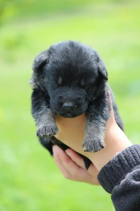 Berger Allemand  Chiot 4 Des Crocs De Heurtevent