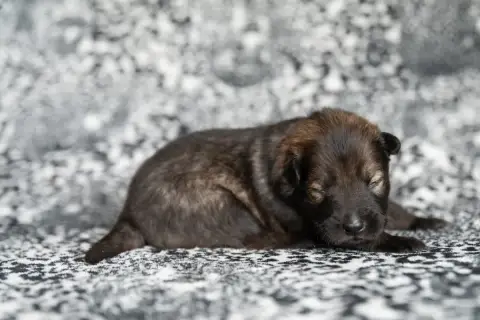 Eurasier  Miss Rose Les Constellations Au Clair De Lu ff88d