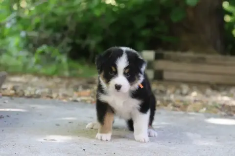 Berger Australien  Chiot N°4 Des Canailles De La Berg 24eea