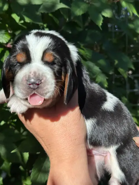 Basset Hound  Ben Hur Collier Noir Tricolre Du Bercea cb0e4