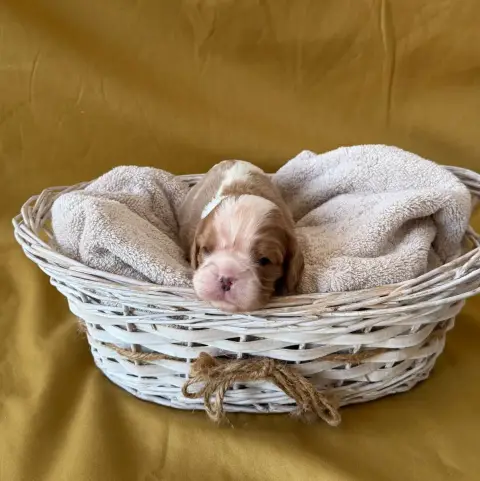 Cavalier King Charles Spaniel  Chiot N°1 De Castelbur dd66c photo 2