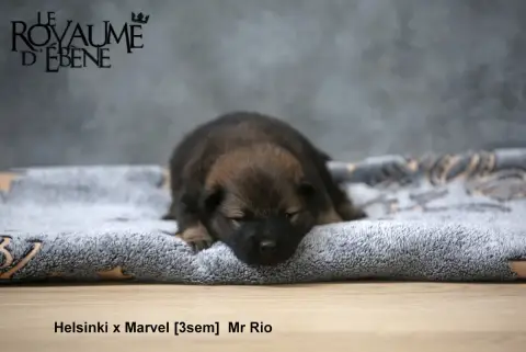 Eurasier  Mr Rio Du Royaume D'Ebène photo 3
