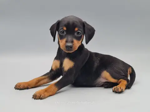 Pinscher Nain  Buffy Du Mont De La Chenaie photo 3
