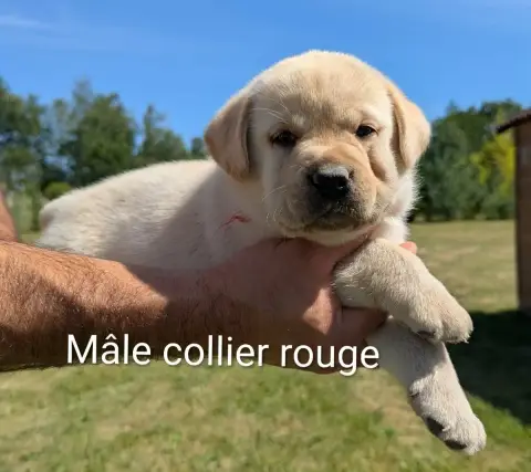 Labrador Retriever  Mâle Collier Rouge Du Domaine Cha c91cc