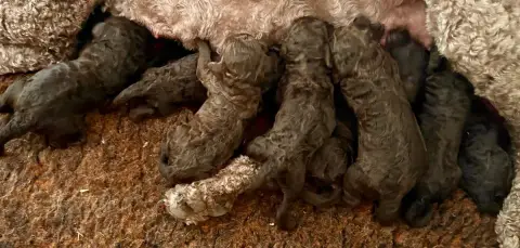 Caniche  Chiot 2 Du Coeur Des Terres