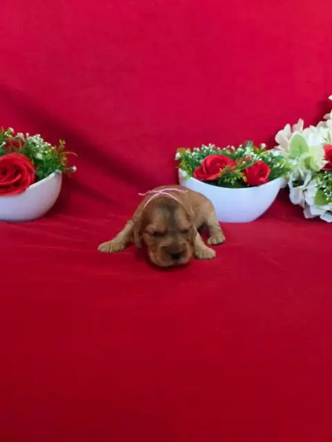 Cocker Spaniel Anglais  B........... Du Domaine De St 14a37 photo 2
