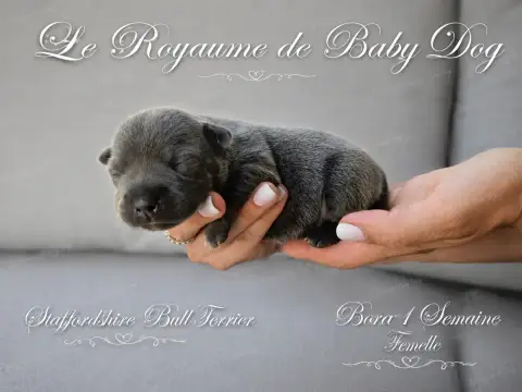 Staffordshire Bull Terrier  Bora Du Royaume De Baby D f1f57