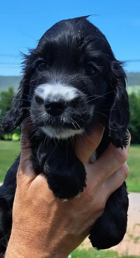 Cocker Spaniel Anglais  Betty Boop (Ruban Violet) Of  4cd5a