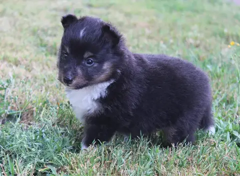 Shetland Sheepdog  Chiot N°1 Du Royaume D'Angélique 9a101 photo 2