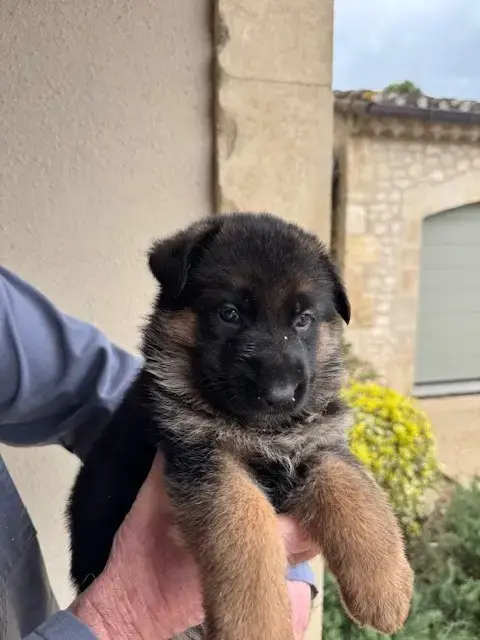 Berger Allemand  Chiot N°8 Des Sentiers Des Alpilles 2dcaf