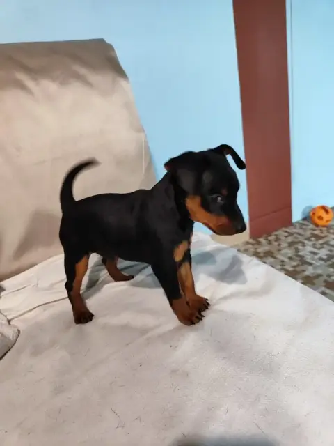 Pinscher Nain 
                        Bosco Des Pins d17ac photo 2