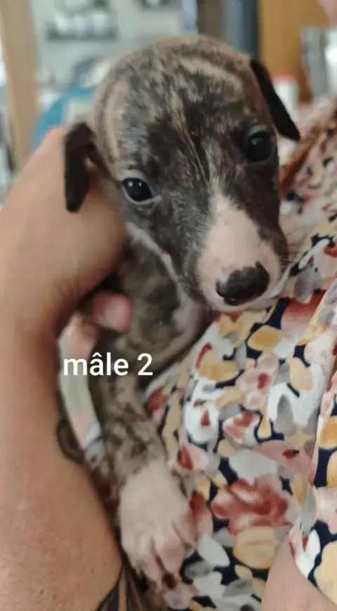 Whippet  Blade De Montrenaud