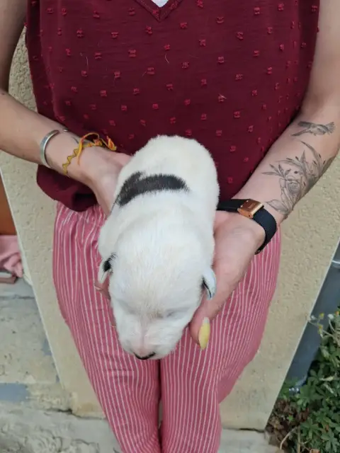 Fox Terrier Poil Lisse  Chiot N°3 Des Meneurs D'Arieg beed2
