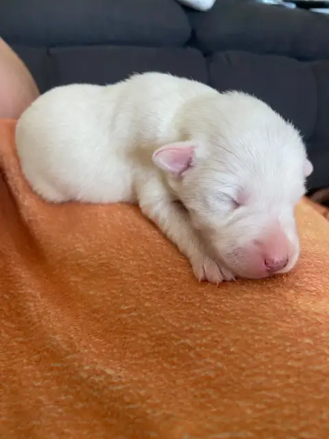 Fox Terrier Poil Lisse  Chiot 2 De La Metevinière