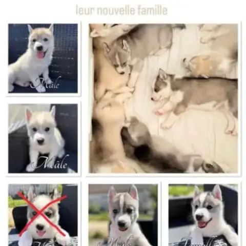 Chiot Husky De Sibérie
