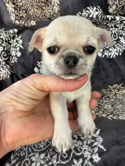 Chihuahua  Bonsaï photo 3