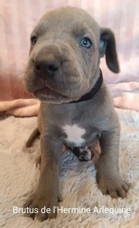 Dogue Allemand 
                        Brutus De L'H 58efe photo 2