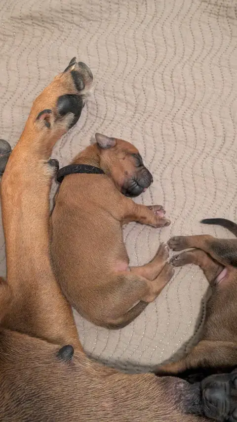 Rhodesian Ridgeback photo 2