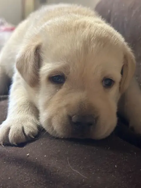 Labrador Retriever  Chiot N°3 Du Moulin De Madjurie 3b2ea