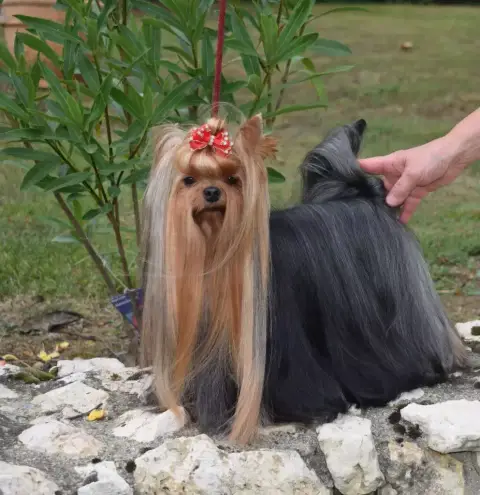 Yorkshire Terrier  Bianca De La Vallee Des Lutins Ble d3a6e
